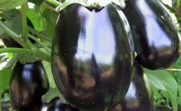 Secrets of feeding eggplant for a rich harvest