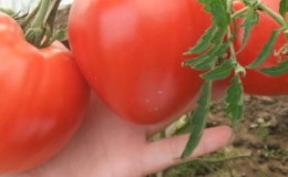 Fleshy, tasty and very aromatic tomato 