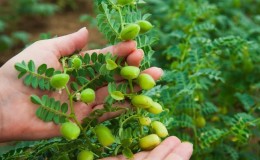 Hoe kikkererwten groeien in de natuur en op de site