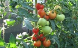 Hoe tomaten voor eierstok te sproeien