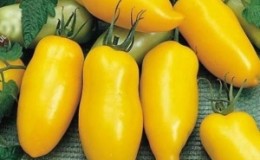 An amazing variety for experimental summer residents - the Banana Legs tomato and recommendations for its cultivation