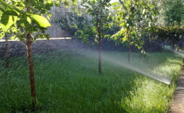 Wie man Kirschen im Sommer richtig gießt: Anleitung für Gärtneranfänger