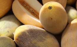 Schritt-für-Schritt-Anleitung zur Auswahl der richtigen Melone: ​​nützliche Tipps und Life-Hacks, um die köstlichsten Früchte zu finden