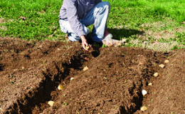 How to plant and grow potatoes in the garden