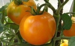 Bright and exotic guest in the garden: tomato 