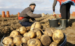 Parhaiten johtavia maita perunan sadossa maailmanlaajuisesti