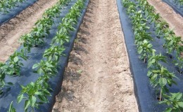 Nieuwe manieren om aardappelen te planten en verzorgingsfuncties