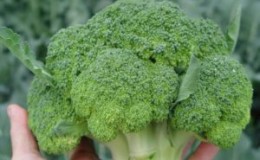 De beste soorten broccoli voor de regio Moskou, geteeld in de volle grond en in kassen