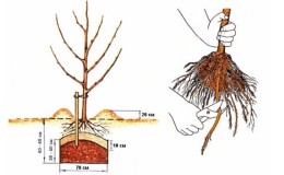 Anleitung für Gärtneranfänger: Wie man im Frühjahr einen Apfelbaum pflanzt