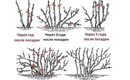 Ръководство за начинаещи за правилното подрязване на касиса през есента