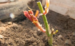 So schneiden Sie Rosen im Sommer im Juli richtig: Schritt für Schritt Anleitung