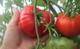 We get a rich harvest even in adverse weather conditions, growing the tomato 