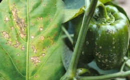 Ongedierte van paprika en de strijd ertegen: foto's van bladeren en de meest effectieve methoden om de oogst te redden