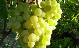 The best varieties of uncovered grapes for the Moscow region