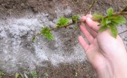 Wie und wie man Himbeeren im Herbst füttert