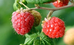 Vorteile und Merkmale früher Himbeeren