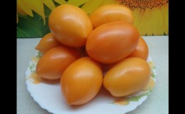 Rich harvest, amazing taste and vibrant color - the Königsberg golden tomato and its growing guide