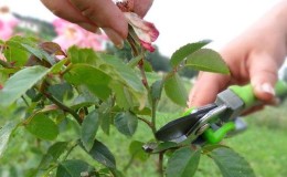 Anleitung für Anfänger: Wie man Rosen nach der Blüte im Sommer beschneidet, damit sie wieder blühen