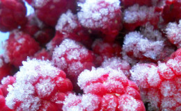 Die besten Möglichkeiten, Himbeeren für den Winter richtig einzufrieren