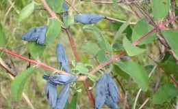 Honeysuckle variety Gelendong biru: penerangan pelbagai, penanaman dan penjagaan