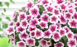 Kenmerken van trapsgewijze petunia's en hun voordelen ten opzichte van andere soorten