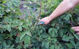 So beschneiden Sie Brombeeren im Sommer richtig: Anweisungen und Diagramme