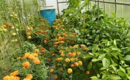 We correct the care of tomatoes: why tomatoes do not bloom in the greenhouse how to properly help the bushes