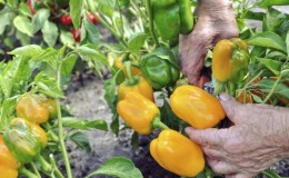 Wann man Paprika aus dem Busch nimmt: pünktlich ernten