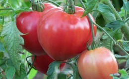 Een grote, productieve salade-variëteit van tomaten 