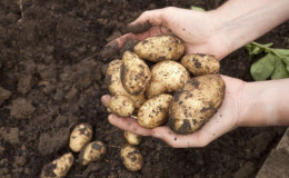 How and when to dig potatoes for storage