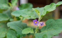 Wat te doen als aubergines niet in het open veld zijn gebonden en waarom dit gebeurt