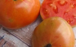 What can you remember about “Masterpiece” tomatoes and how to get a decent harvest