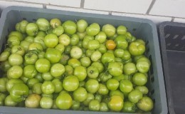 So lagern Sie Tomaten so, dass sie rot werden: Beschleunigen Sie die Reifung und halten Sie das Gemüse lange frisch