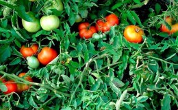 Welche Tomatensamen geben eine gute Ernte im Freien