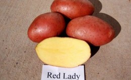 Early maturing drought-resistant potato variety 