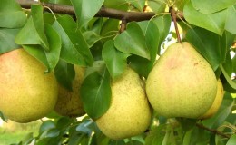 Pelbagai jenis buah pear yang tahan tinggi dengan fros 