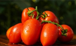 Ein Genuss aus dem Garten für echte Feinschmecker: Tomate 