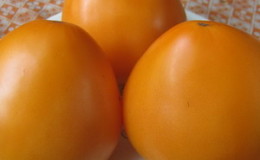 Nachhaltige, ertragreiche Tomaten für Gewächshaus und Boden - Golden Domes Tomate