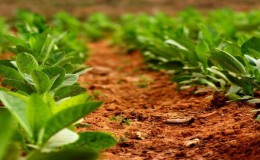 Technologie für den Tabakanbau auf freiem Feld, im Gewächshaus und zu Hause