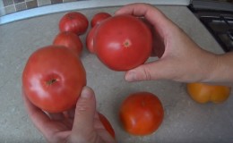 How to prepare tomato seeds at home and get a winter harvest from them - advice from experienced gardeners