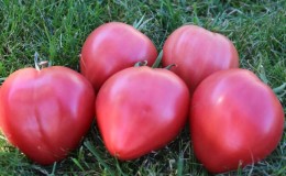 High yield and large fruits with a delicate taste: tomato 