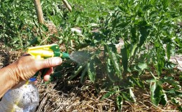 Wie und was man Tomaten aus der Spätfäule auf freiem Feld behandelt: Die besten Mittel und Regeln zum Sprühen von Tomaten