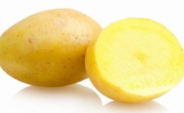 An early table potato variety that is not afraid of sudden changes in temperature, 