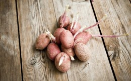 How and from what to sprout potatoes before planting