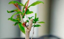 Wie man Granatäpfel im Garten und zu Hause richtig beschneidet