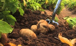 What fertilizers to apply in the fall after harvesting potatoes