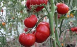 Large-fruited variety from Bulgarian breeders - tomato 