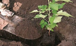 Wir verpflanzen Himbeeren im Frühjahr an einen neuen Ort