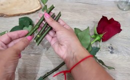 Anleitung für Anfänger Floristen: Wie man eine Rose aus einem Blumenstrauß zu Hause wurzelt