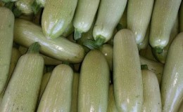 Wir speichern die Ernte bis zum Frühjahr: Wie lagert man Zucchini für den Winter richtig und welche Bedingungen müssen für Gemüse geschaffen werden?